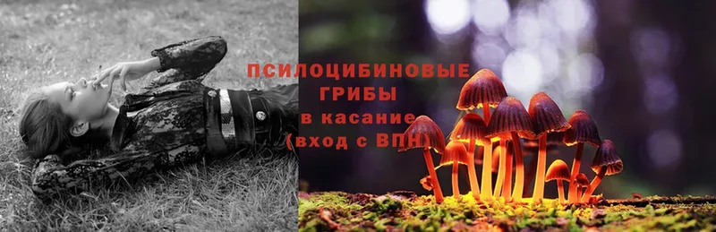 blacksprut ссылка  Ивангород  Псилоцибиновые грибы Psilocybe 